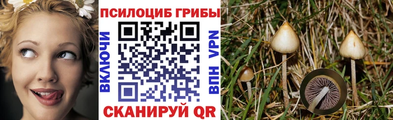 Купить  Каневская  Псилоцибиновые грибы Psilocybe 